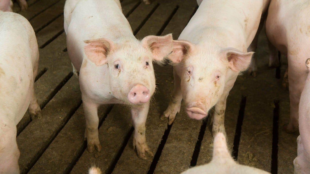 Illinois pork industry generates more than $373M in total tax revenue