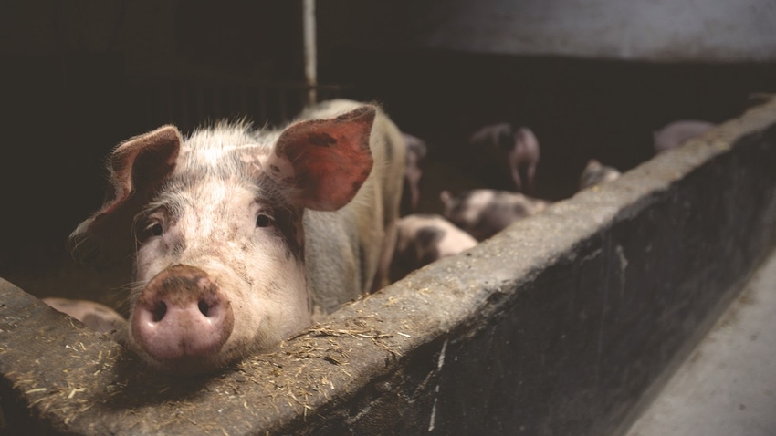 pig-g41fa27631_1280.jpg pig-g41fa27631_1280.jpg