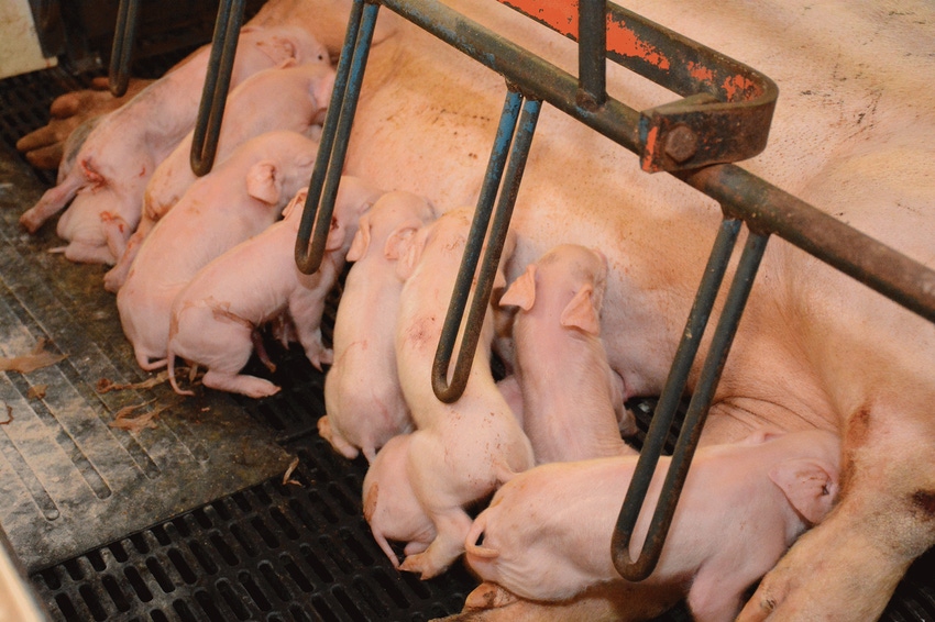 The Maschhoffs completes deal for Wyoming sow farms The Maschhoffs completes deal for Wyoming sow farms