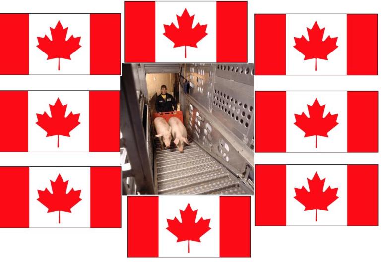 Canada's Hog Traceability Program Regulations Put Into Place