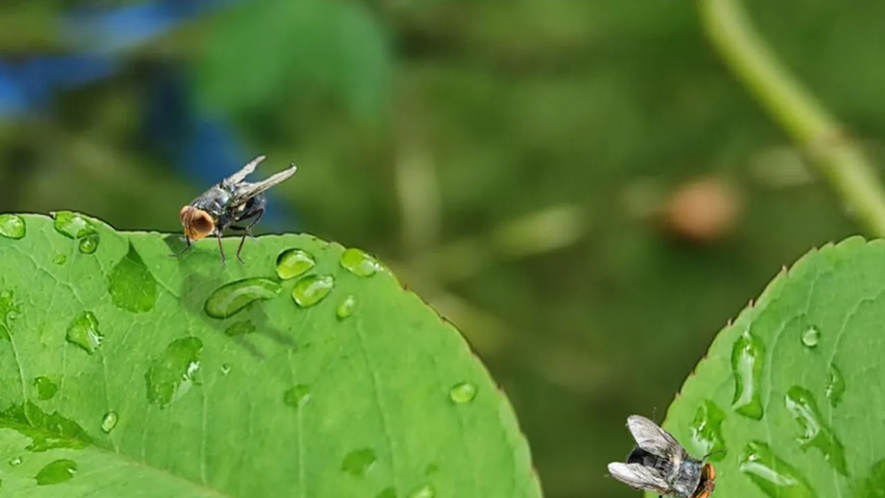 Playbrook APHIS issues revised New World Screwworm Response Playbook