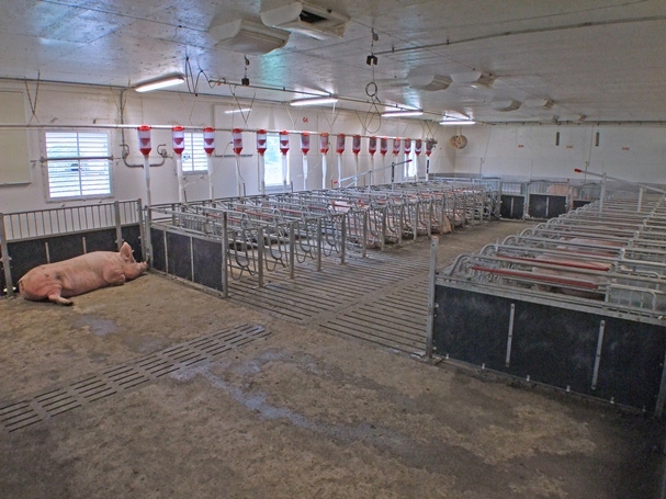 Weigh Options When Discontinuing Gestation Stalls