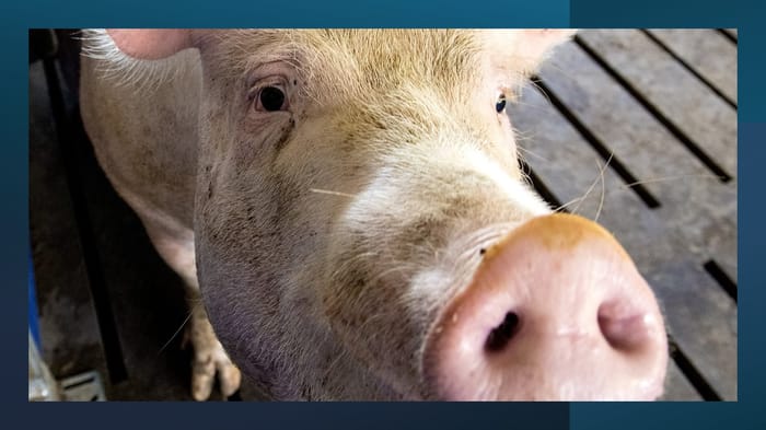 National Hog Farmer, your source for hog production, management and ...