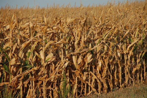 Corn, Bean Production Dip Due to Drought