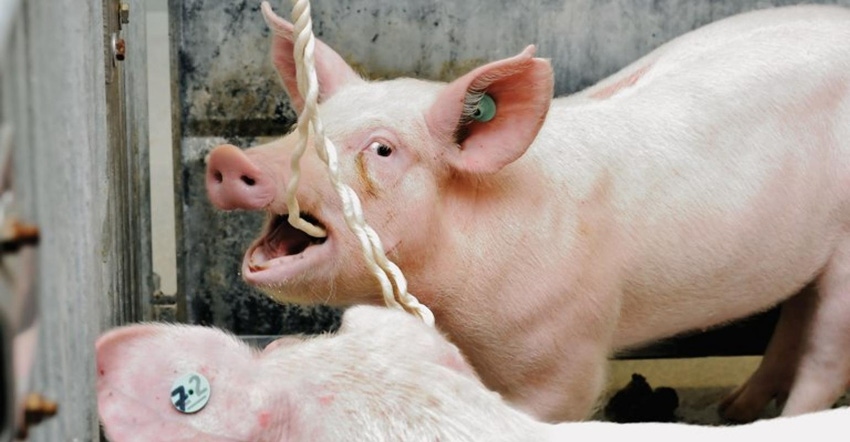 Collecting oral fluids from pigs in a pen