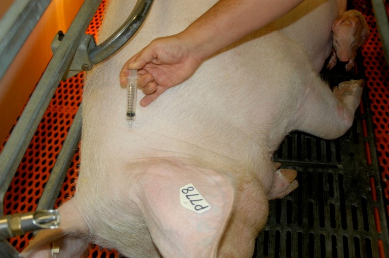 Pork Board Releases Sow Injection Technique Fact Sheet