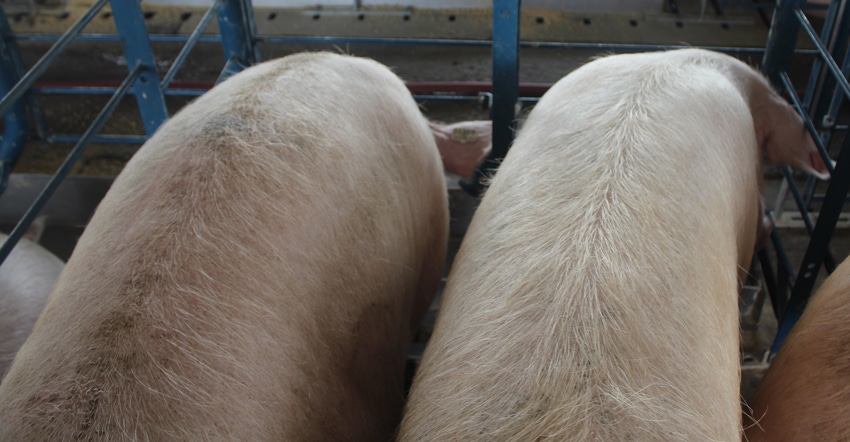 sow-gestation_1540x800.jpg sow-gestation_1540x800.jpg