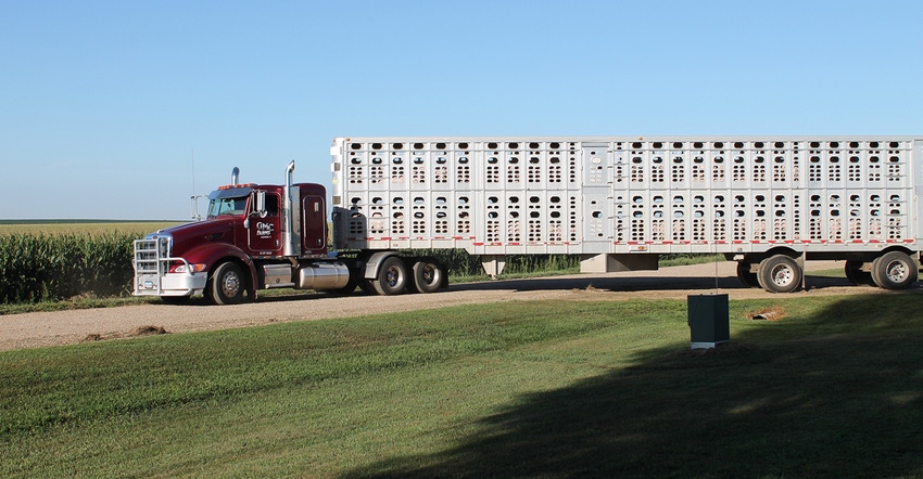 Semi truck hauling market hogs from a farm Semi truck hauling market hogs from a farm