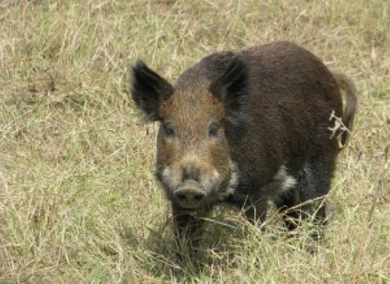 Feral Swine Surveillance Focuses on Classical Swine Fever