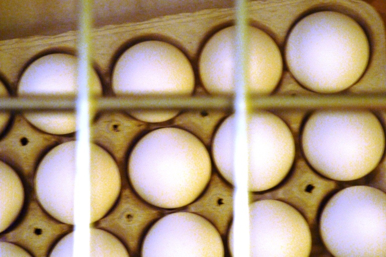 NPPC Bristles at Egg Legislation