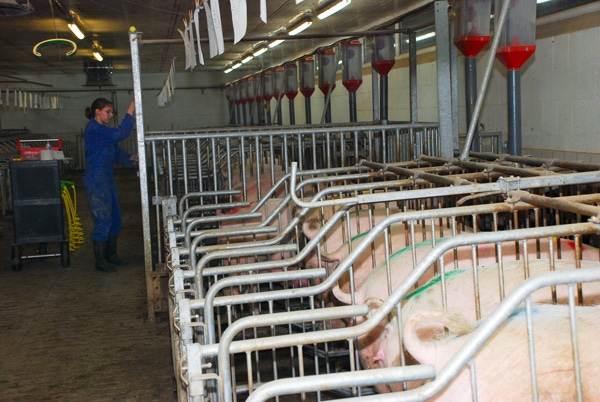 Sow Stall Ban Leads EU Meat Production Drop