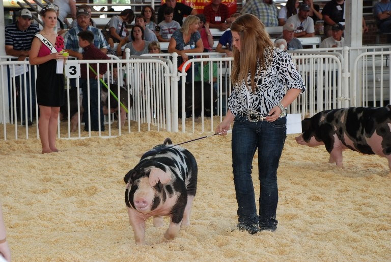 Taking Health Precautions at Upcoming Swine Shows