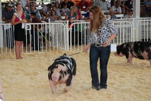 Can show pig genetics be used in commercial production?