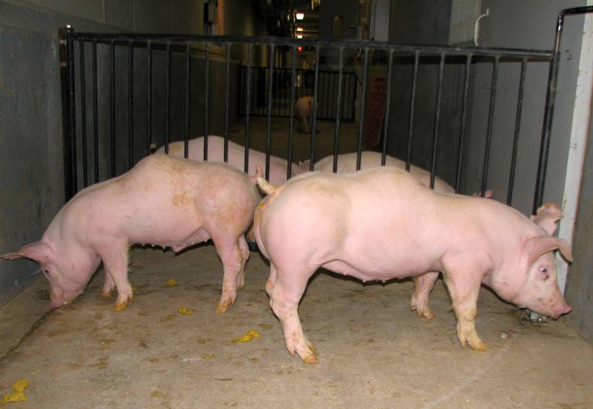 Humpback pigs teach vitamin D deficiency lessons