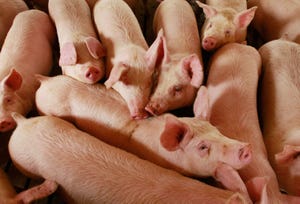 What is the most important number in growing pigs?