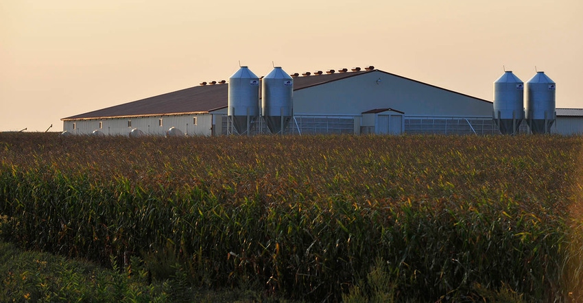 Hog barn with cornfield in foreground 