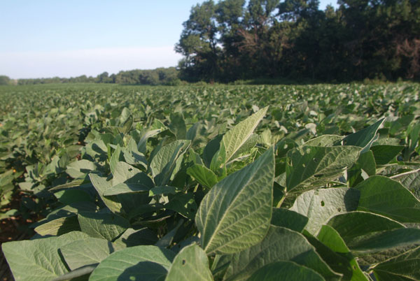 Soybean Prices Remain Firm in New Price Era