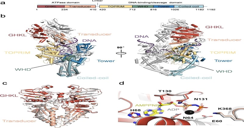 Scientists gain structural insights into the African swine fever virus