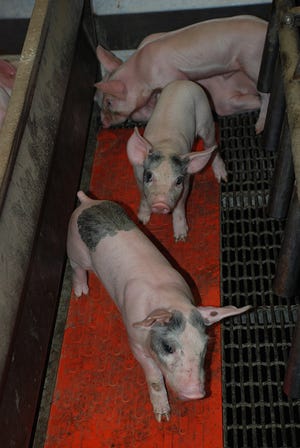 Pre-report survey confirms most are expecting growth in hog numbers in report