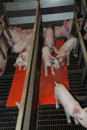 Pork production poised to challenge demand