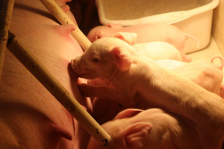 Piglets on the Brenneman Farm (1).jpg Piglets on the Brenneman Farm (1).jpg