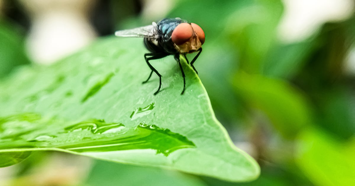 FDA authorizes emergency use of wound spray for screwworm