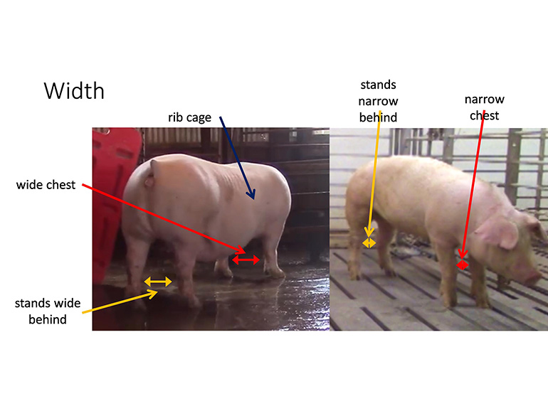 Selecting replacement gilts
