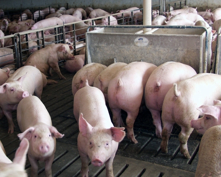 Tyson bans ractopamine in U.S. pork supply to meet global demand