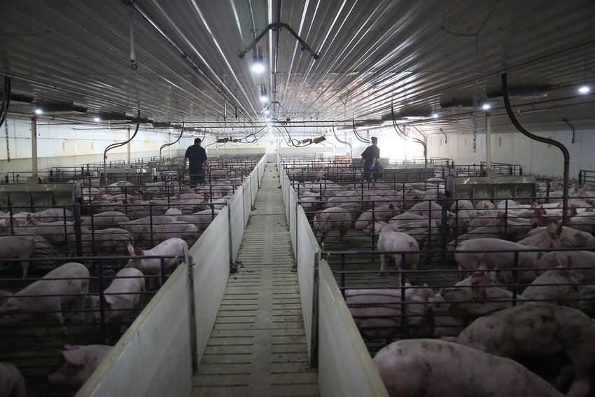 Pennsylvania pork leader starts GoFundMe for Midwest hog farmers