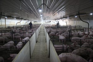 More market hogs than expected, fewer breeding