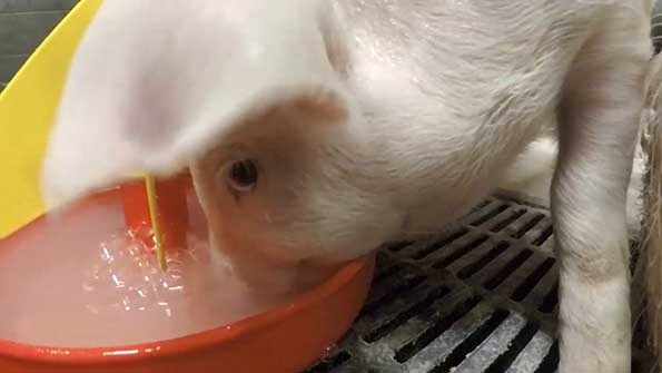 Real-World Benefits of an Isotonic Protein Drink for Pigs