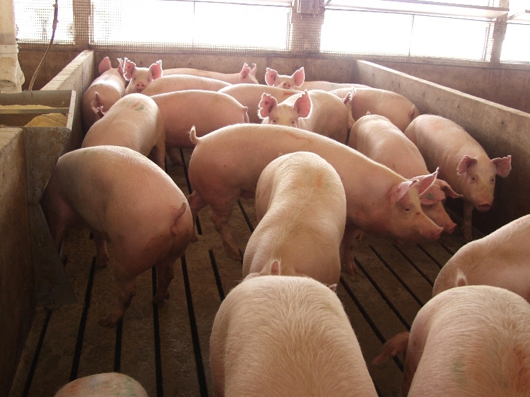 Pork Production Predicted To Rise Somewhat in 2013