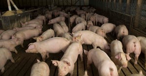 Hogs in a finishing barn
