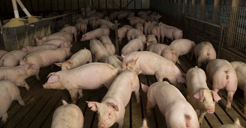 Hogs in a finishing barn Hogs in a finishing barn