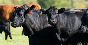 beef-cattle-SteveOehlenschlager-SIZED-626545692_0.jpg
