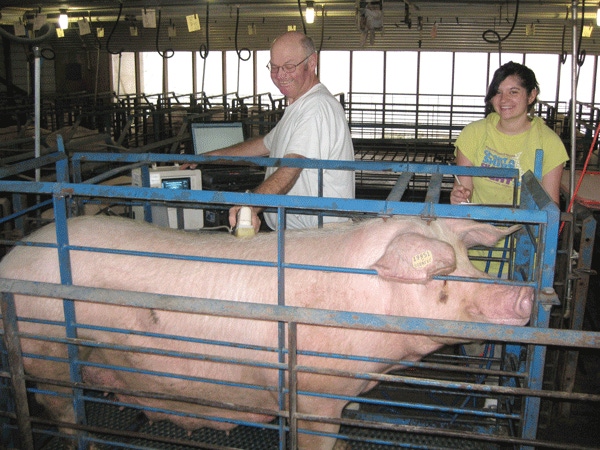 Defining ideal sow body condition