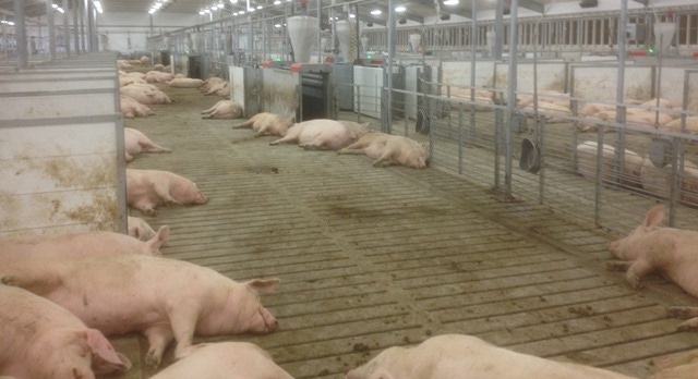 Electronic sow feeding: An alternative that’s manageable