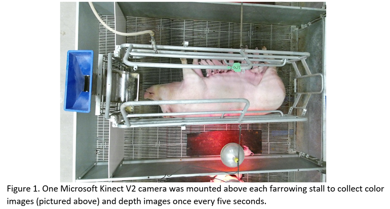 NCSU sow farrowing.png