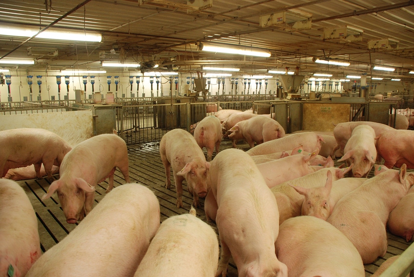 Don’t let lameness trip up pigs’ performance