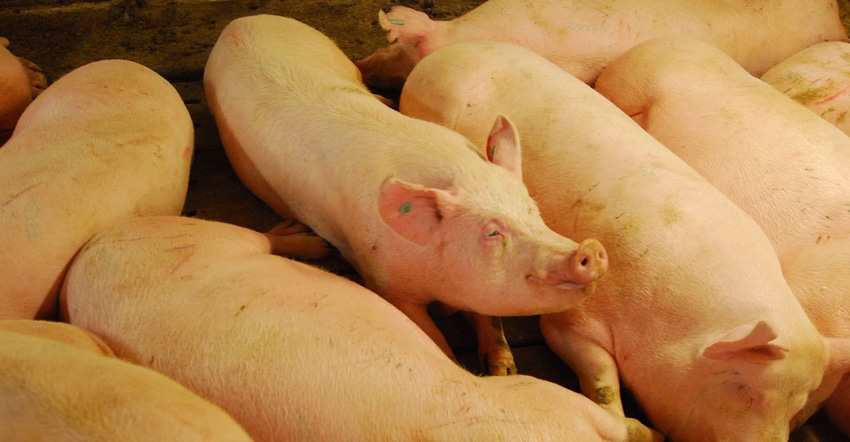 Market hogs Market hogs