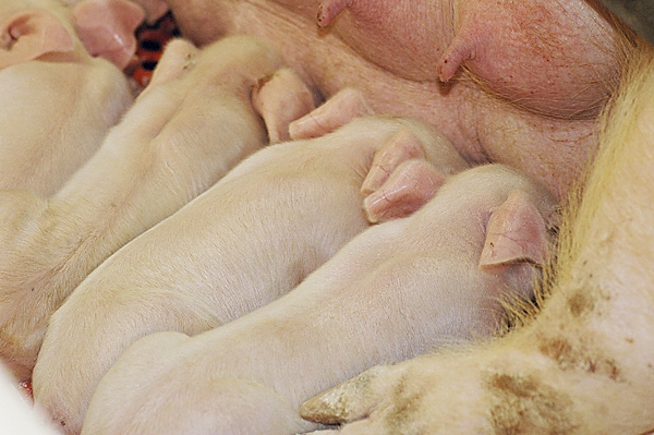 Seasonal Effects on Pig Survival Rates