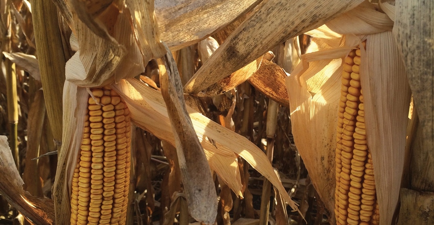 Growing conditions for corn this year have been challenging, with a late start, flooding and drought. This sets the stage for