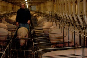 Finding Solutions for Seasonal Infertility in Sows