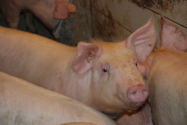 Pork demand driven by competing meat prices