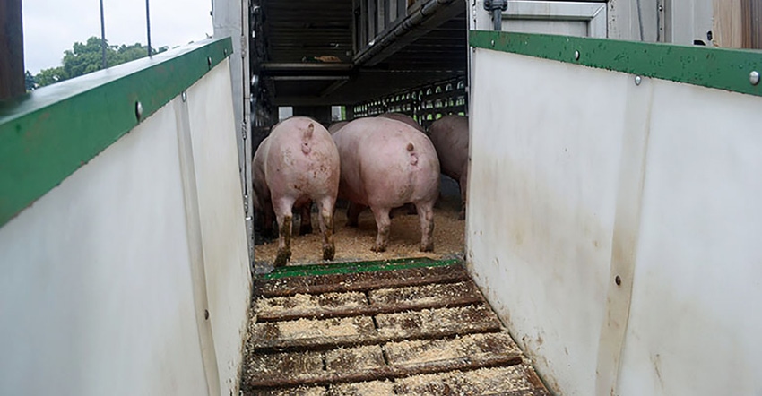 Loading market hogs