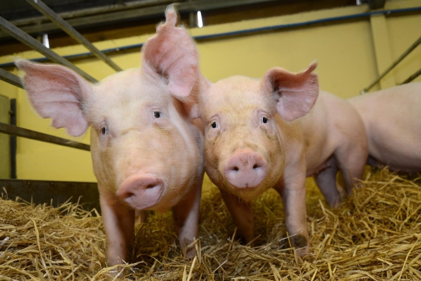Without gene editing approval, U.S. pork could lose competitive edge