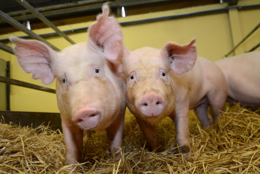 Without gene editing approval, U.S. pork could lose competitive edge Without gene editing approval, U.S. pork could lose competitive edge