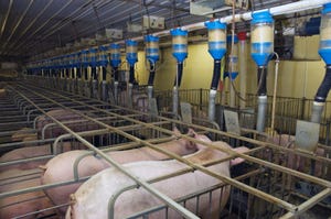 When are sows dying? Is it different in the U.S. compared to Canada?
