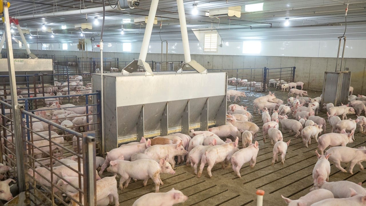 Number of pork packing plants up, total capacity not up much