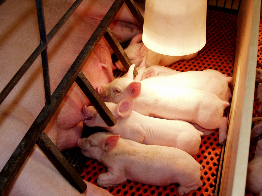 Effect of stall size, number of heat lamps during farrowing: Part 2